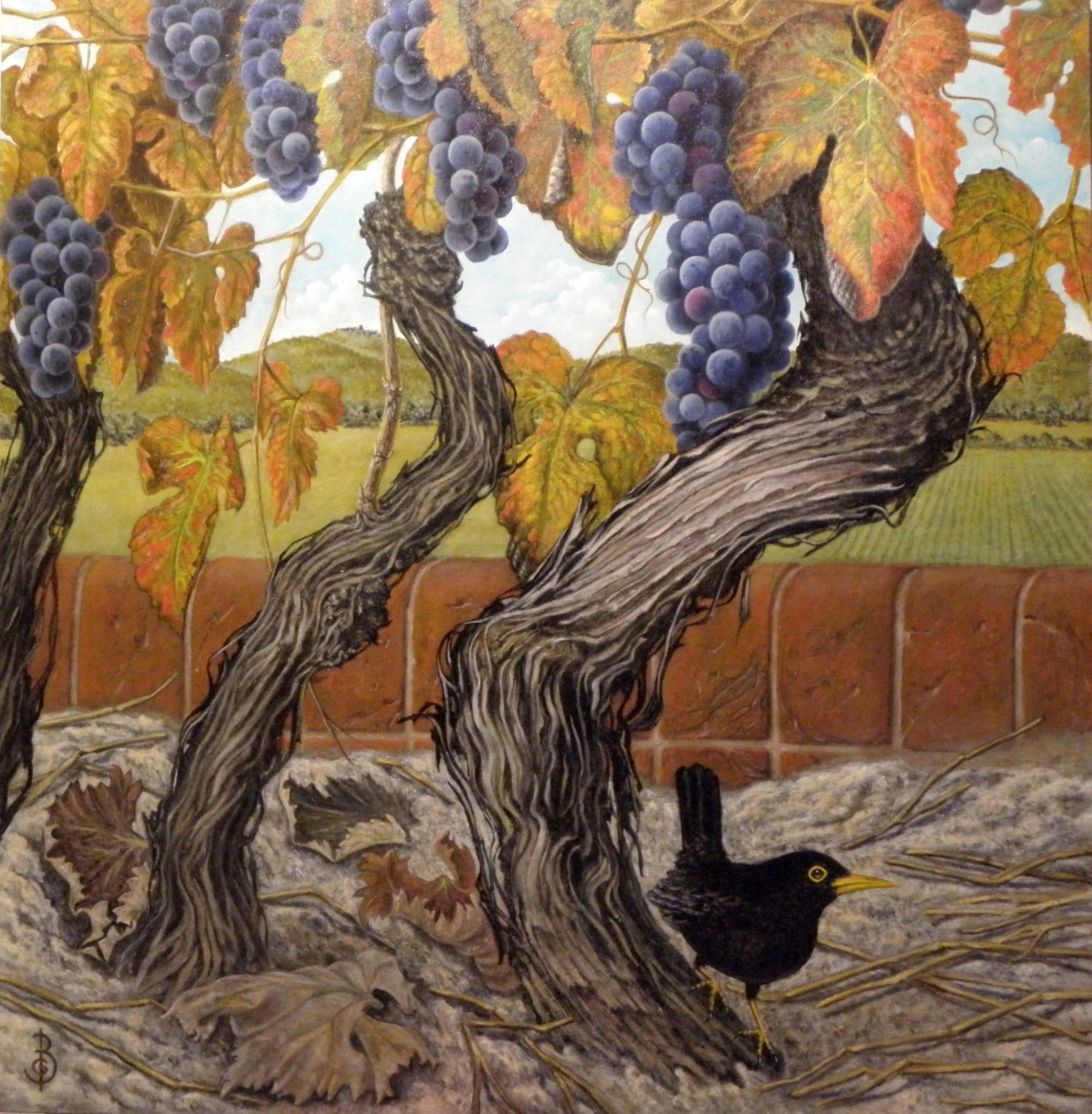 La vigna sul terrazzo